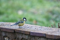 Une mésange charbonnière