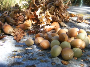 Les noisettes de septembre