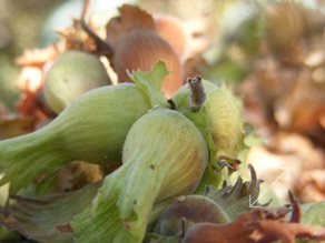 Les noisettes de septembre