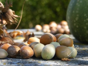 Les noisettes de septembre